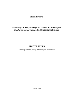 Morphological and physiological characteristics of the yeast