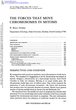 The Forces that Move Chromosomes in Mitosis