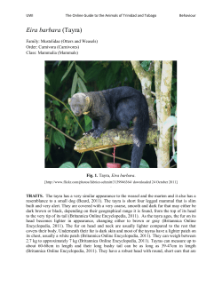 Tayra - UWI St. Augustine