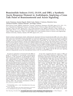 Brassinolide Induces IAA5, IAA19, and DR5, a