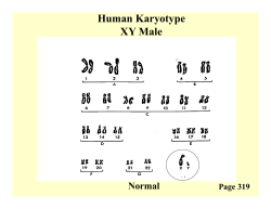 Human Karyotype XY Male