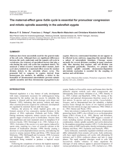 The maternal-effect gene futile cycle is essential for