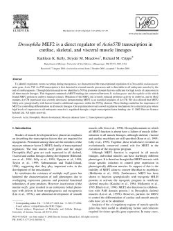 Drosophila MEF2 is a direct regulator of Actin57B transcription in