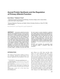 Axonal protein synthesis and the regulation of primary afferent function