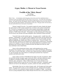Gypsy Moths - Texas Invasives