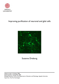 Improving purification of neuronal and glial cells Susanne Dreborg