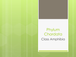 Phylum Chordata
