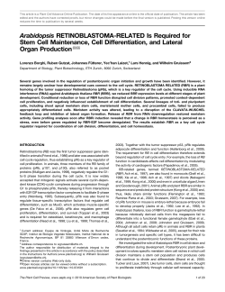 Arabidopsis RETINOBLASTOMA-RELATED Is