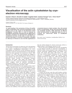 Cyro-EM of the actin cytoskeleton