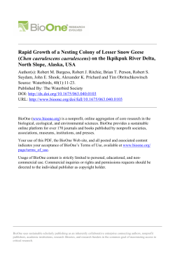 Rapid Growth of a Nesting Colony of Lesser Snow Geese (Chen