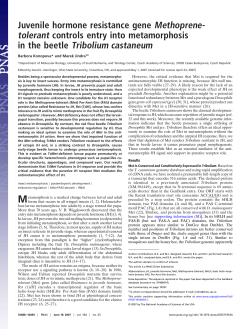 Juvenile hormone resistance gene Methoprene