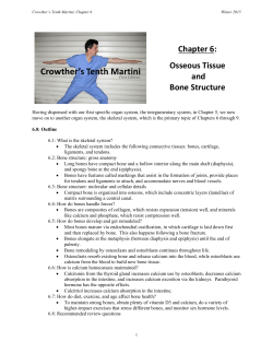 Chapter 6: Osseous Tissue and Bone Structure