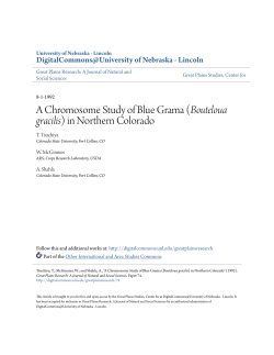 A Chromosome Study of Blue Grama (Bouteloua gracilis) in
