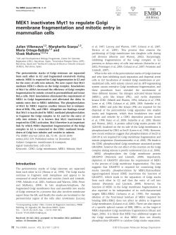 MEK1 inactivates Myt1 to regulate Golgi membrane fragmentation