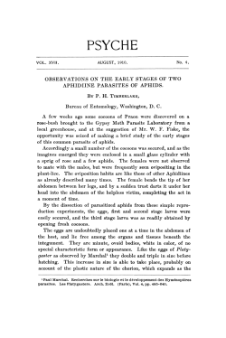 Observations on the Early Stages of Two Aphidiine Parasites of Aphids