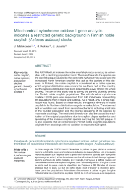 Mitochondrial cytochrome oxidase I gene analysis indicates a