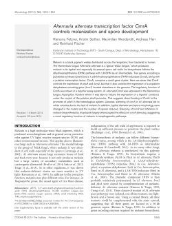 Alternaria alternata transcription factor CmrA controls