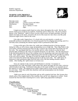 MARINE LIFE PROFILE: HAWAIIAN LIMPET SNAIL Classification: