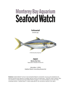 Japan Farmed Yellowtail Seafood Watch Report