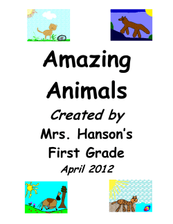 Amazing Animals
