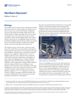 Northern Raccoon - EDIS