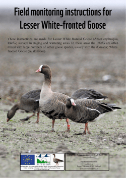 Field monitoring instructions for Lesser White-fronted Goose