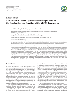 The Role of the Actin Cytoskeleton and Lipid Rafts in the