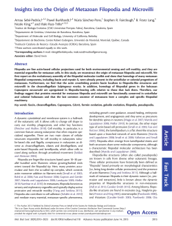 Insights into the Origin of Metazoan Filopodia and Microvilli
