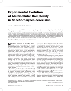 Experimental Evolution of Multicellular