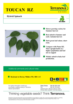 toucan rz - Terranova Seeds