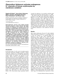 Plasmodium falciparum activates endogenous Cl channels of