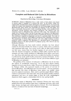 Complete and Reduced Life Cycles in Rhizobiurn