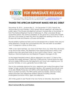 thandi the african elephant makes her big debut