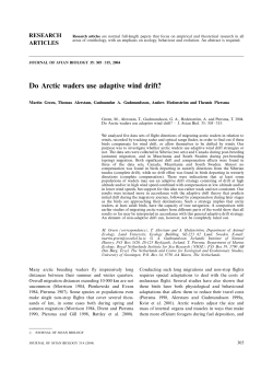 Do Arctic waders use adaptive wind drift?