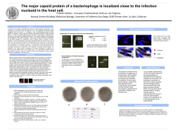 The major capsid protein of a bacteriophage is localized close to the