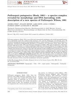 Pallenopsis patagonica (Hoek, 1881) a species complex revealed