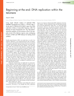 DNA replication within the telomere