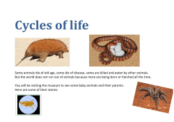 Cycles of life - South Australian Museum