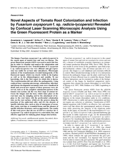 Novel Aspects of Tomato Root Colonization and Infection by