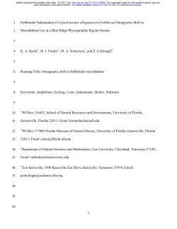 Hellbender Salamanders (Cryptobranchus alleganiensis)