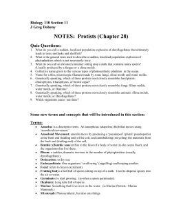NOTES: Protists (Chapter 28)