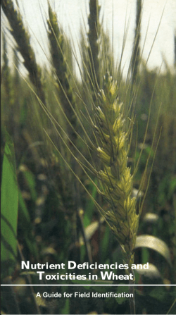 Nutrient Deficiencies and Toxicities in Wheat