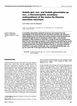 nov., a microaerophilic secondary endosymbiont of the tsetse fly
