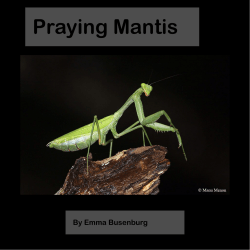 What a Praying Mantis Eats