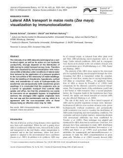 Lateral ABA transport in maize roots (Zea mays): visualization by