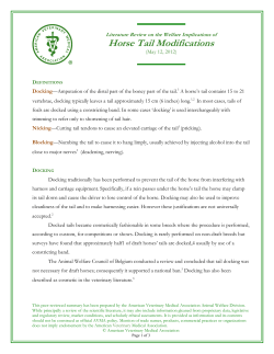 Horse Tail Modifications ______ - American Veterinary Medical