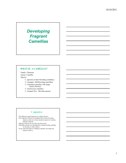 Developing Fragrant Camellias