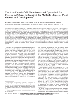 The Arabidopsis Cell Plate-Associated Dynamin