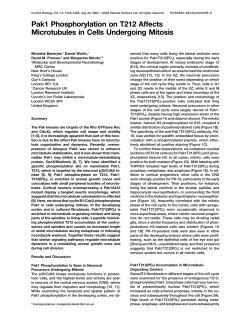 Pak1 Phosphorylation on T212 Affects Microtubules in Cells