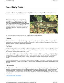 Insect Body Parts